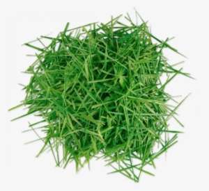 Clip Transparent Library Green Grass Flowers Clipart Transparent Background Grass Clipart Png Image Transparent Png Free Download On Seekpng