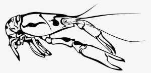 Crawfish - Crawfish Clip Art Black And White PNG Image | Transparent