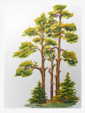 The Watercolor Of Pine Wood Isolated On White Poster - Watercolor ...