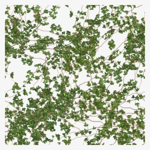 Seamless Floor/wall Vine Photo Tru Textures Vine 14 - Photograph PNG ...