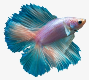Download 28 Collection Of Betta Fish Clipart Double Tail Betta Png Image Transparent Png Free Download On Seekpng