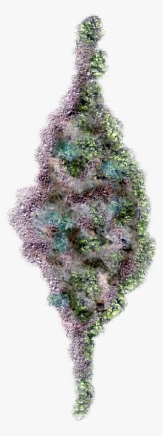 06 Feb 2009 - Tree PNG Image | Transparent PNG Free Download on SeekPNG